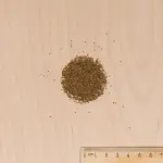 Aromatiques - Céleri Branche à Couper - MEDIA_3D